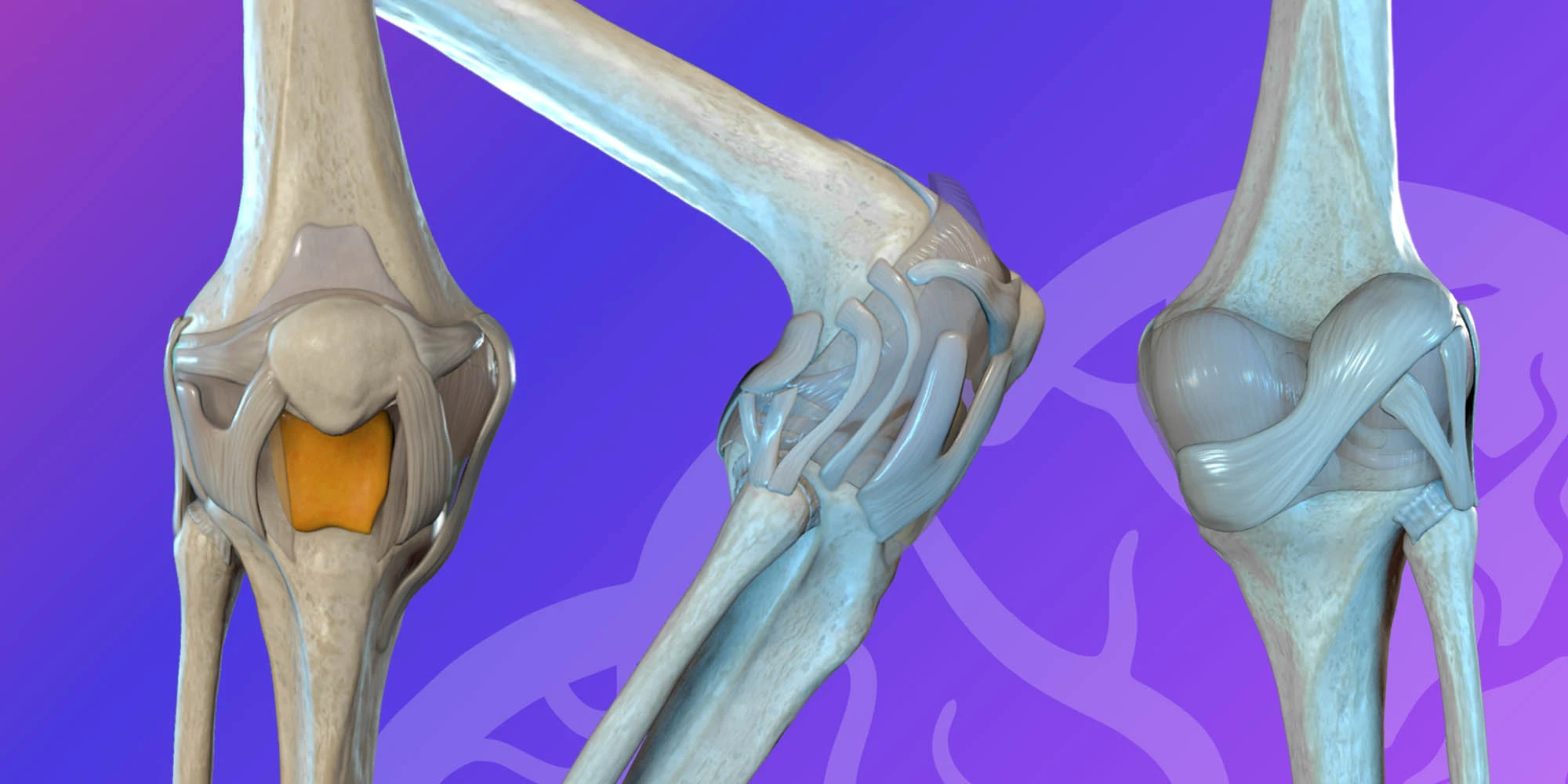 Lower limb knee image
